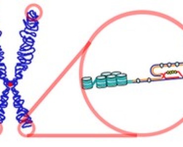 Telomere