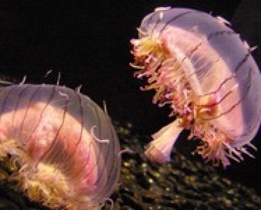 meduzy