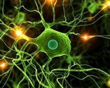 neurony-zdolnosci-uczenia