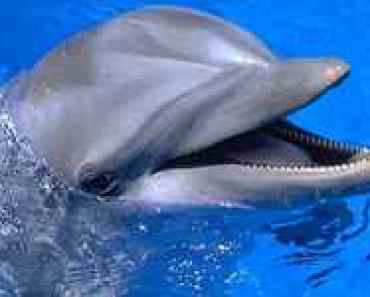 DelfinyOsobowosc
